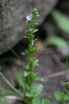 Thymeleaf speedwell